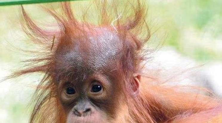 Így mókáznak a kócos kis orangutánok - videó!