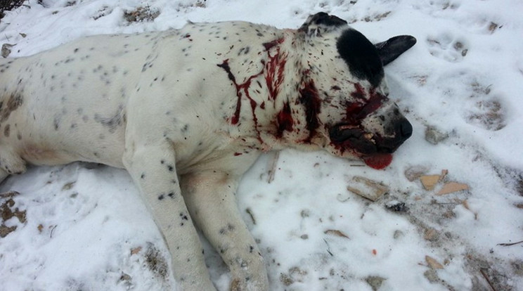 A kutya gazdájával sétált, - igaz, póráz nélkül - amikor a vadász lelőtte. A fegyveres szerint rátámadt az eb