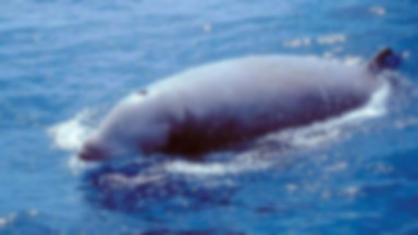 Niemal cztery godziny - tyle wynosi nowy rekord nurkowania. Ustanowił go mały wieloryb