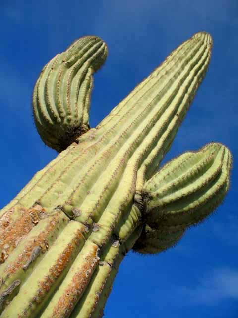Galeria USA - Park Narodowy Kaktusów Saguaro, obrazek 13