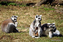 We wrocławskim zoo urodziło się sześć lemurów