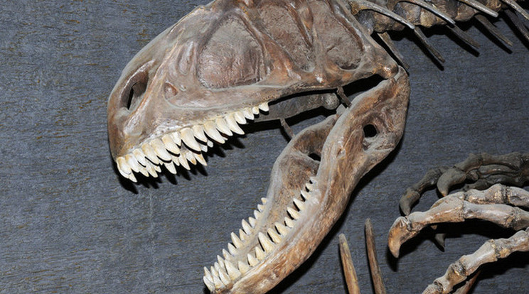Kiarmesteri pálcával ugrál a T-Rex/Fotó:Northfoto