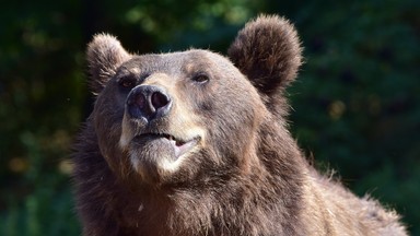 Bieszczadzkie niedźwiedzie obudzone ze snu. Mogą być głodne i niebezpieczne dla ludzi