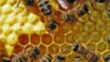 Podlaskie: pszczoły z kłody bartnej można obejrzeć w internecie