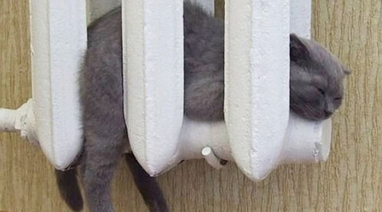 A radiátor tökéletes melegedő /Fotó: Reddit