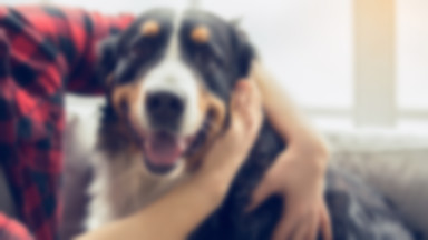 Wielka Brytania: naukowcy chcą użyć psów do wykrywania osób zakażonych koronawirusem