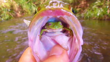 Australia: wędkarz złowił rybę z żabą w gardle