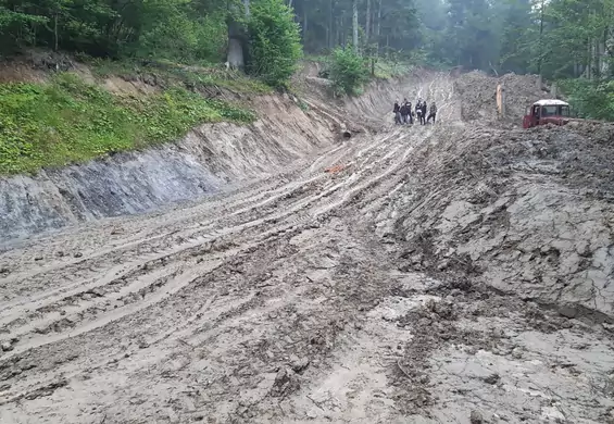 Lasy Państwowe wycinają cenną Puszczę Karpacką. "Powinniśmy ją chronić, a nie ryć buldożerem"