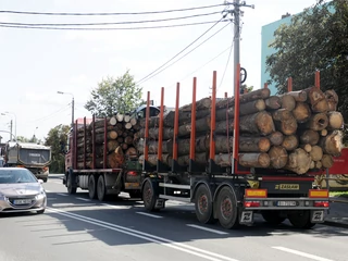 Jedna trzecia produkowanego przez Lasy Państwowe drewna trafia do Chin.