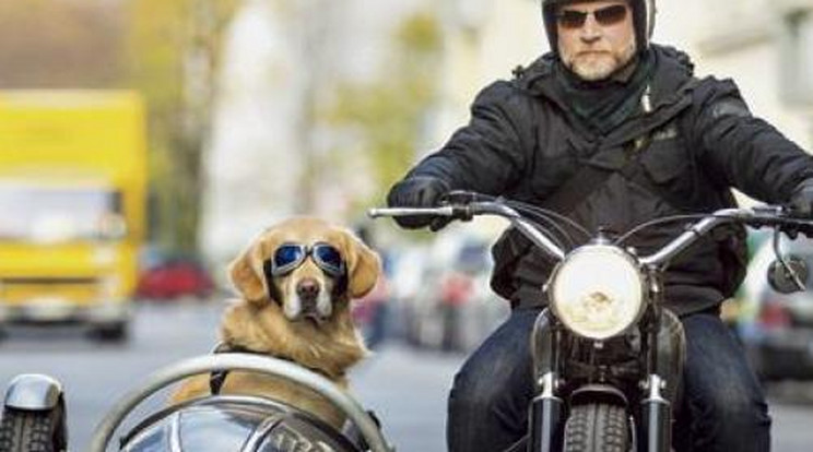 Így motorozik egy kutya