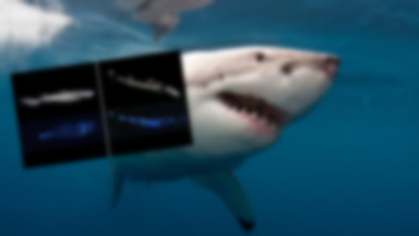 Naukowcy odkryli trzy nowe gatunki rekinów, które świecą w ciemności