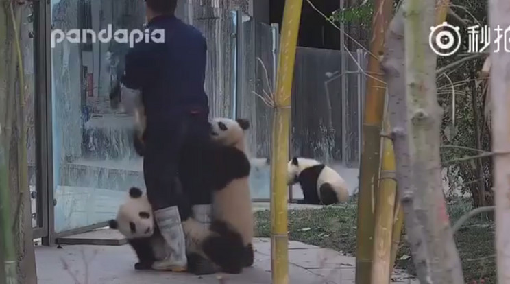 Letámadták a pandabocsok a gondozót / Fotó: Twitter