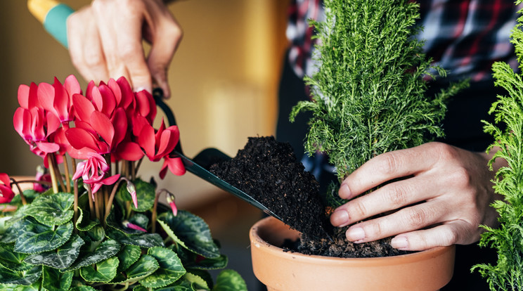 Tippek növényátültetéshez. / Illusztráció: Shutterstock