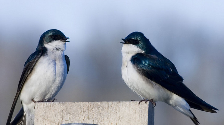 Csak a madarak képesek átadni a betegséget /Fotó: Northfoto