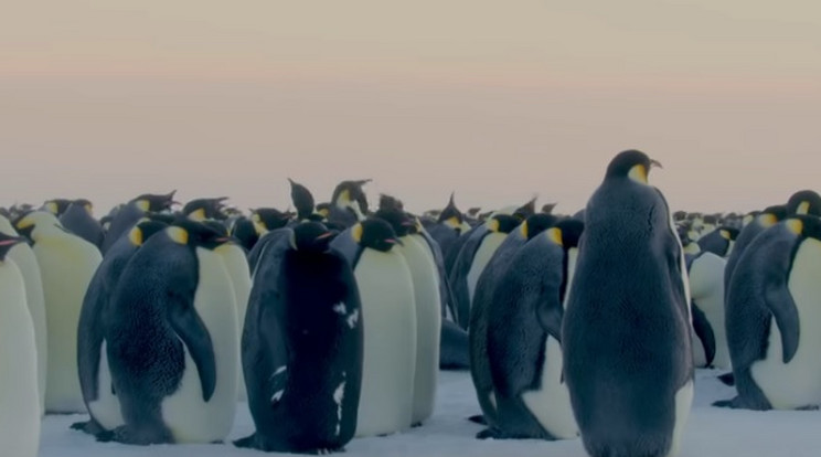 Fekete pingvinra akadt a BBC stábja / Fotó: BBC