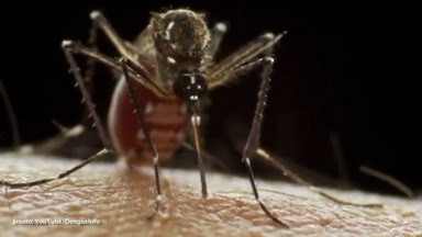 Egzotyczne komary atakują Europę