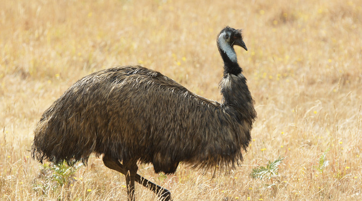 Emu - jókora röpképtelen madár, idegen környezetben megvadulhat / Illusztráció: Northfoto