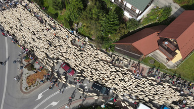 Setki owiec i zablokowane ulice. Tak wyglądał jesienny redyk w Szczawnicy