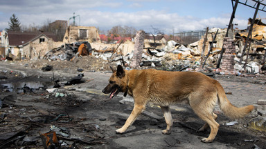 Psy z Ukrainy trafiają do Polski. "Są straumatyzowane, ale można im pomóc"