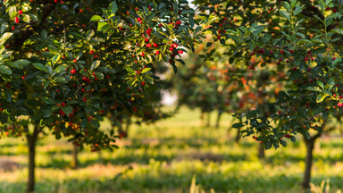 Czereśnia - niepozorne drzewko owocowe, które obradza w owoce bogate w witaminy