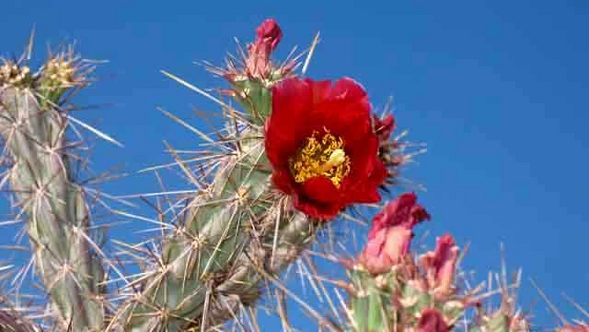 Galeria USA - Park Narodowy Kaktusów Saguaro, obrazek 1