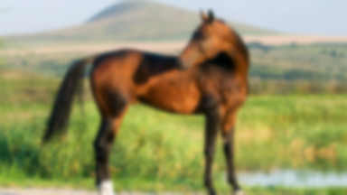 Wybiorą najpiękniejsze "skrzydła Turkmenów"