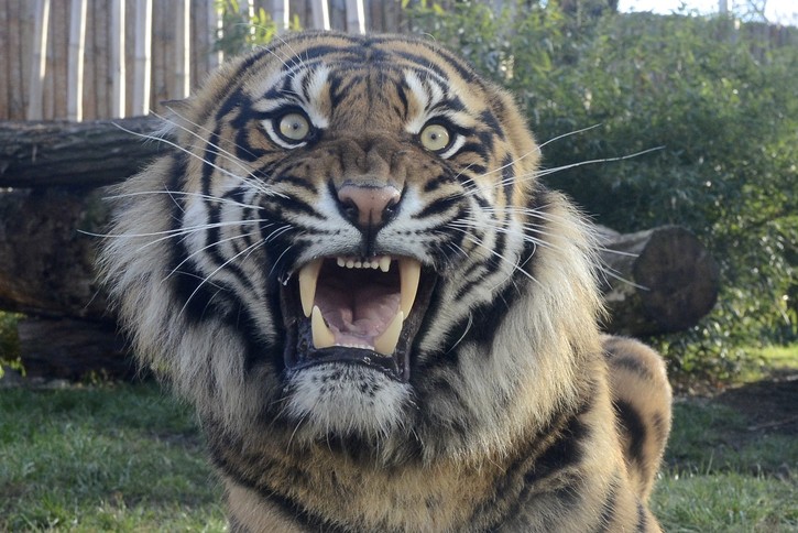 Wrocław Tygrys zabił opiekuna we wrocławskim ZOO