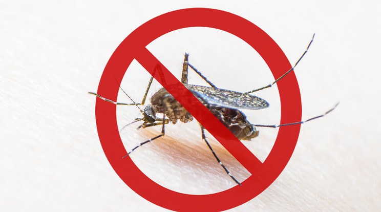 Előzzük meg a szúnyogok támadását! /Fotó: Shutterstock