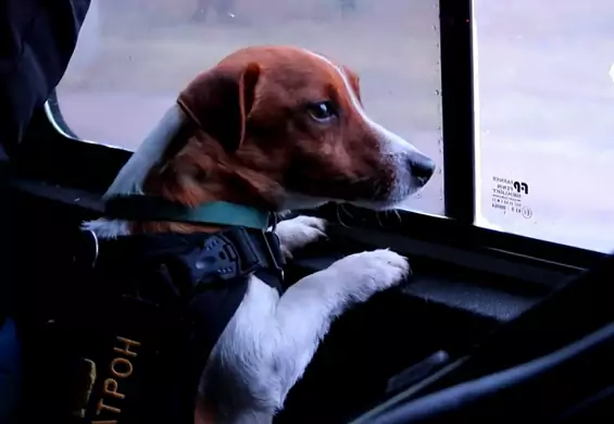 Pies-saper Patron otrzymał psią palmę na festiwalu w Cannes