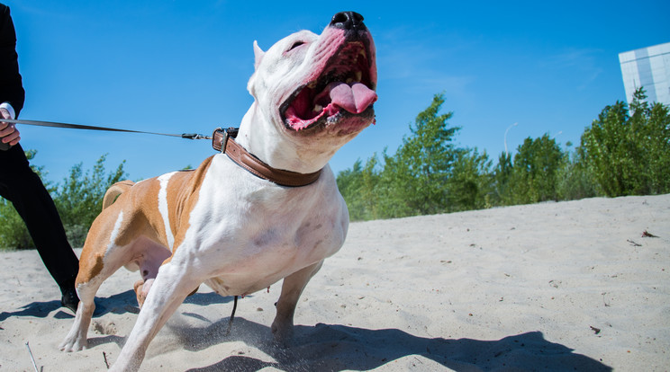 Fegyverré képezte ki a kutyáját egy rasszista brit nő /Fotó: Shutterstock