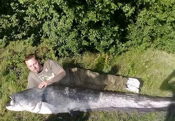 W polskich jeziorach pływają prawdziwe potwory. Nowy rekord Polski – sum miał 259 cm