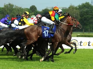 służewiec wyścigi konne konie totalizator sportowy hazard