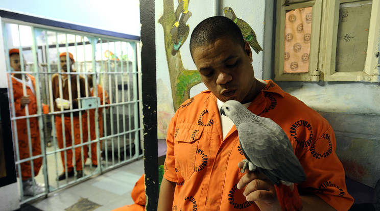 A dél-afrikai Fokvárosban papagájt tarthatnak a rabok / Fotó: AFP