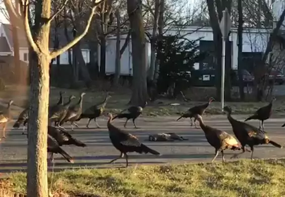 Zapomnij o kinowych horrorach. Filmik z indykami to najstraszniejsza rzecz EVER