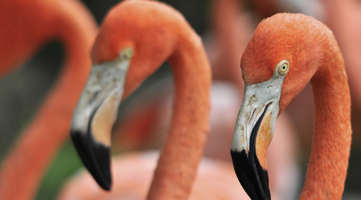 Egy gondatlan gyerek miatt kellett elaltatni egy flamingót / Illusztráció: Northfoto