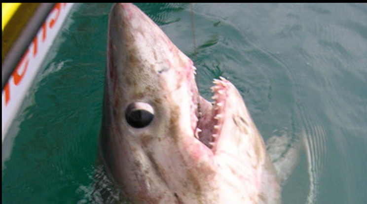 Nem könnyű cápát fogni (képünk illusztráció) / Fotó: Northfoto