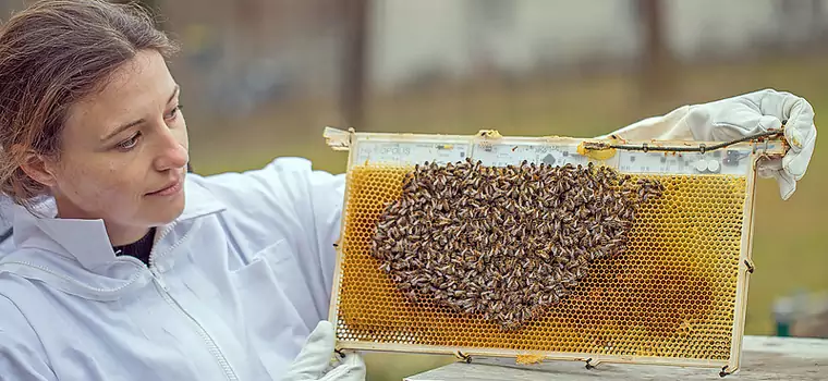 Pszczoły umierają na "śmiertelną śpiączkę". Naukowcy stworzyli robotyczny ul, który je ocali