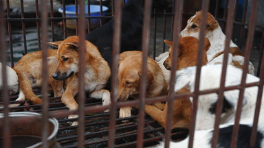 Władze stolicy Wietnamu namawiają mieszkańców do zaprzestania jedzenia psów