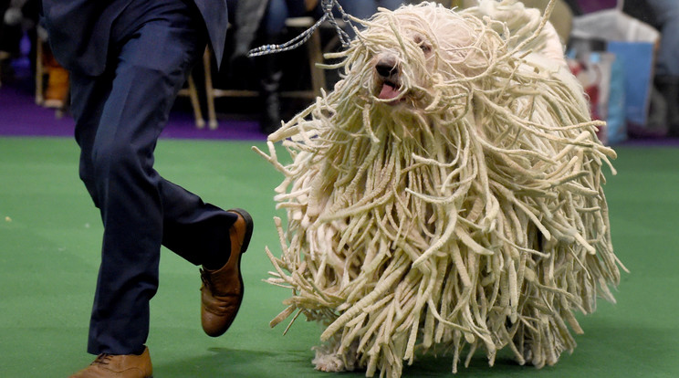 Komondor-AFP