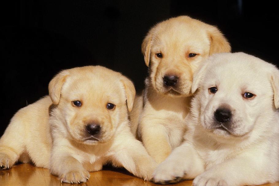 labrador, pies