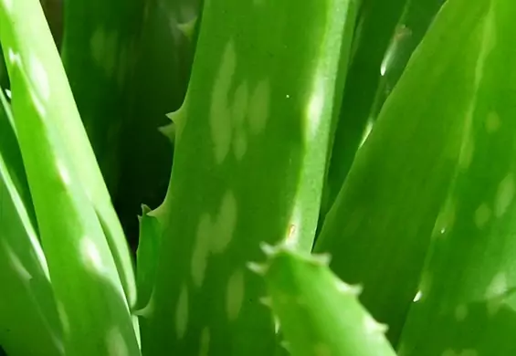 11 powodów, dlaczego aloes jest nazywany rośliną nieśmiertelności