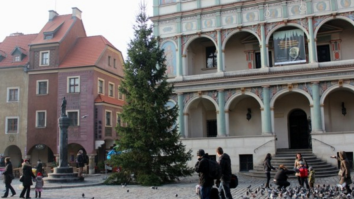 Święta coraz bliżej - w weekend na Starym Rynku ustawiono okazałą choinkę. Na razie jest jeszcze nieubrana.