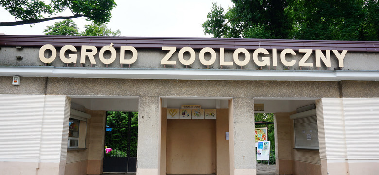 Weekendowe atrakcje w poznańskim zoo i nowi „mieszkańcy” ogrodu