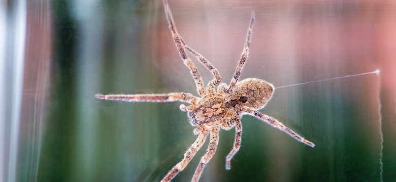 Jadowity pająk Nosferatu opanował Niemcy