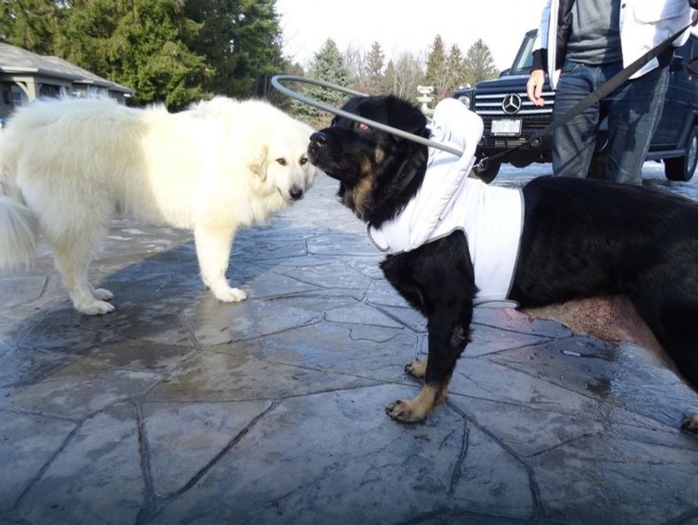 Suczka z nowymi przyjaciółmi