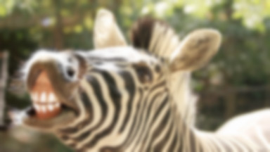 Zebra w lesie pod Elblągiem. Zwierzę uciekło z ZOO