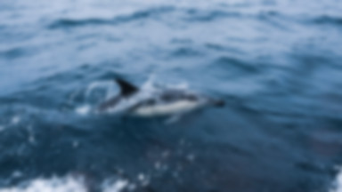 Masakra delfinów na Wyspach Owczych. Nowe ustalenia