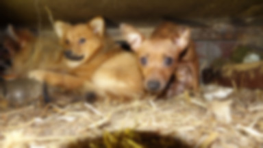 Kolejna "fabryka zwierząt" w Kujawsko-Pomorskiem. Psy mieszkały w kurniku