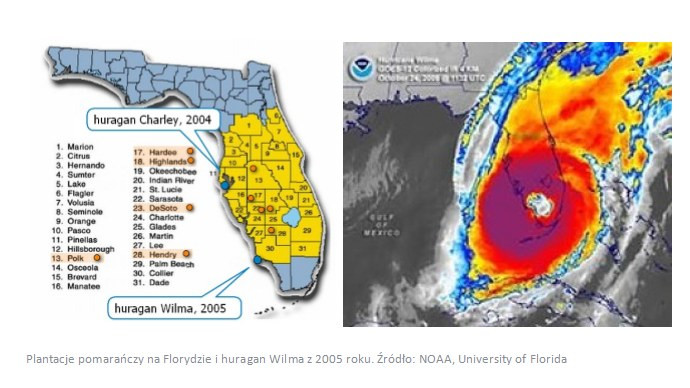 Plantacje pomarańczy na Florydzie i huragan Wilma z 2005 roku. Źródło: NOAA, University of Florida