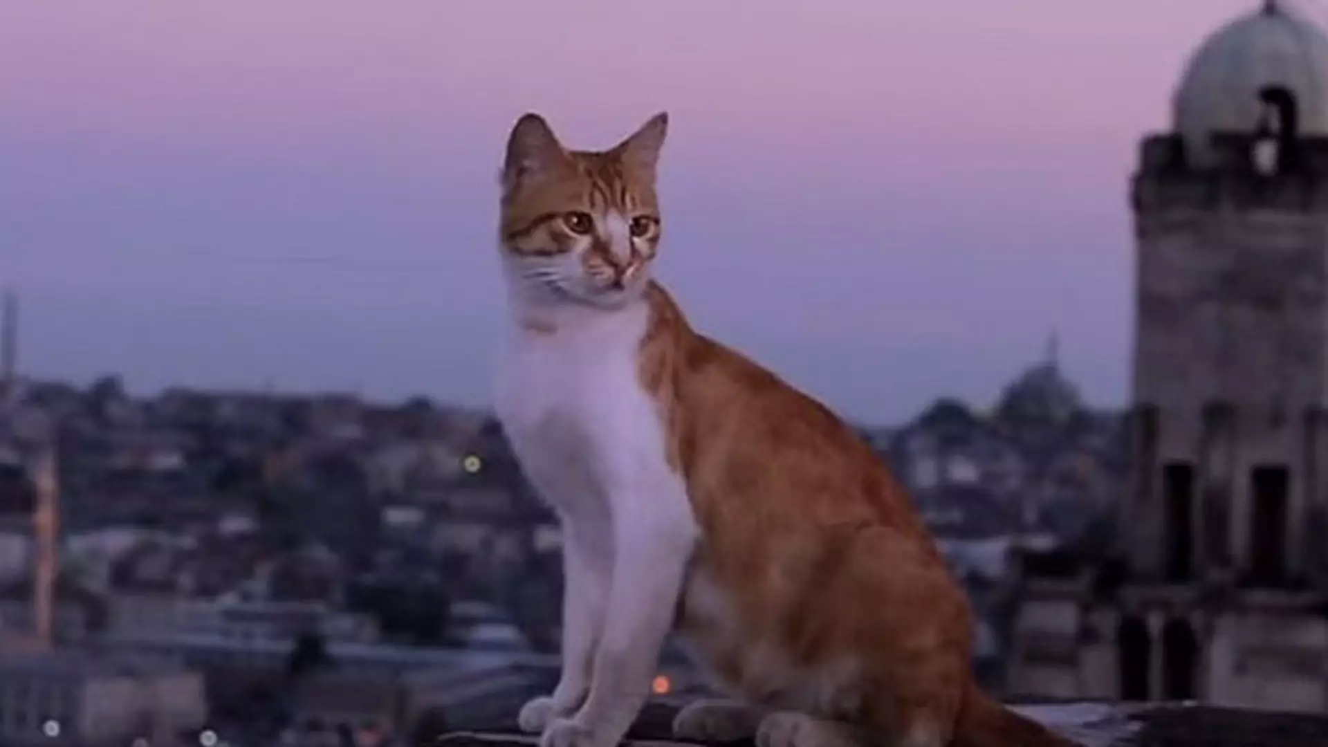 Kochasz koty? Film "Kedi" to najpiękniejszy dokument tego lata
